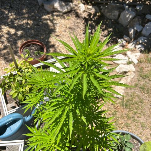 Tahoe growlog timeline photo