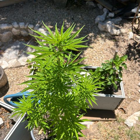 Tahoe growlog timeline photo