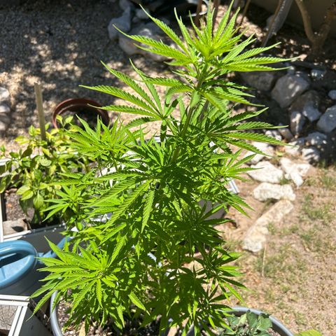 Tahoe growlog timeline photo
