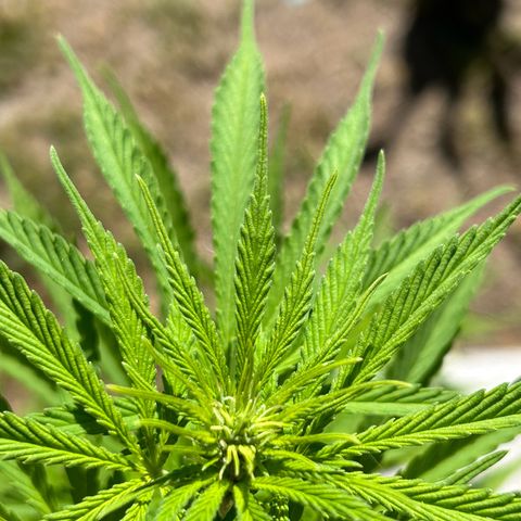 Tahoe growlog photo: 🍌🍌🍌