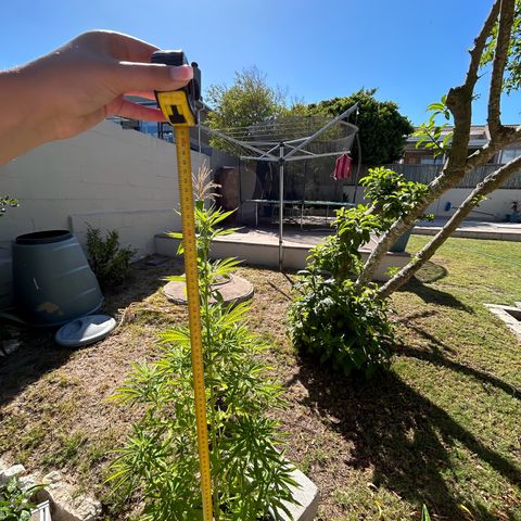 Tahoe growlog timeline photo