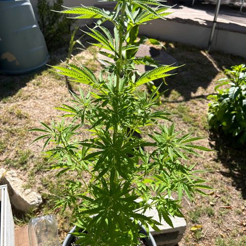 Tahoe growlog photo: 🍌🍌🍌