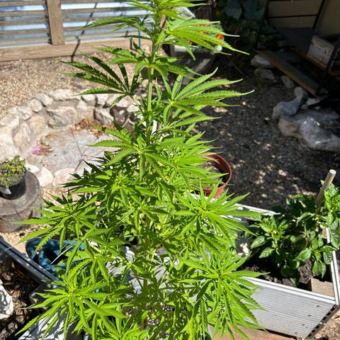 Tahoe growlog photo: 🍌🍌🍌