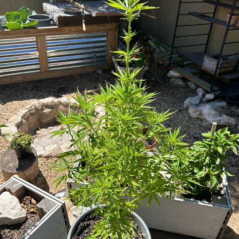 Tahoe growlog timeline photo