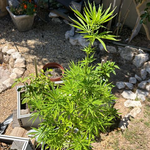 Tahoe growlog timeline photo