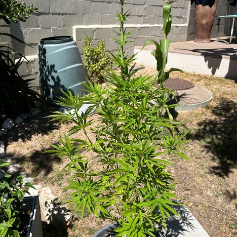 Tahoe growlog timeline photo