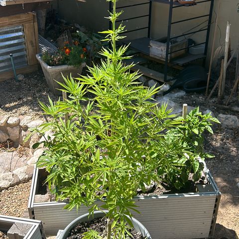 Tahoe growlog timeline photo