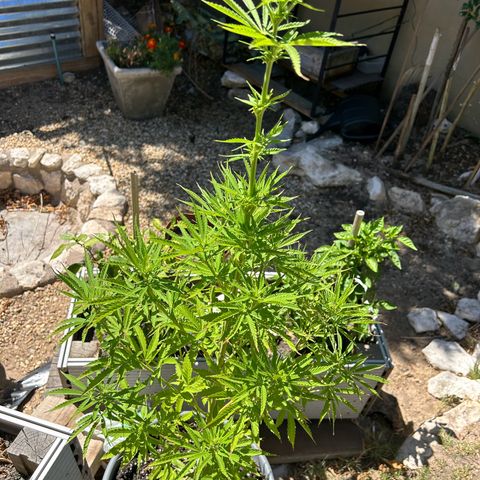 Tahoe growlog timeline photo