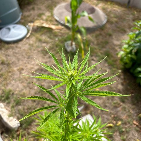 Tahoe growlog timeline photo