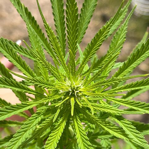 Tahoe growlog timeline photo
