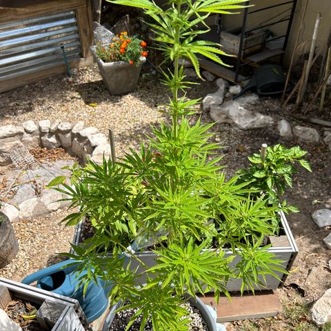 Tahoe growlog timeline photo