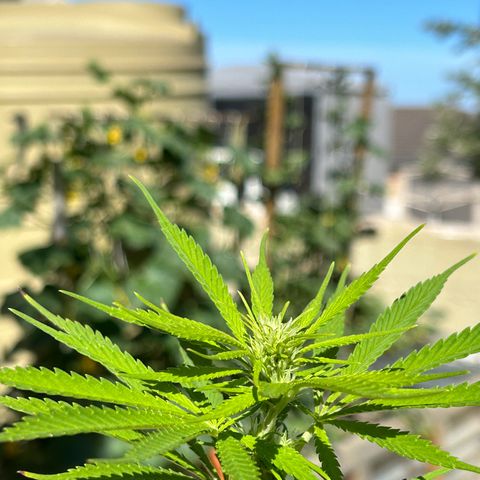 Tahoe growlog timeline photo