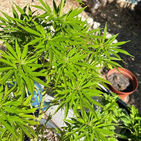 Tahoe growlog timeline photo
