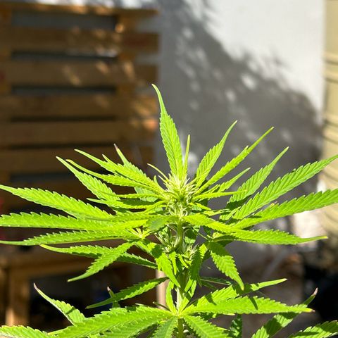 Tahoe growlog timeline photo