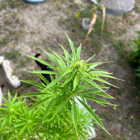 Tahoe growlog timeline photo