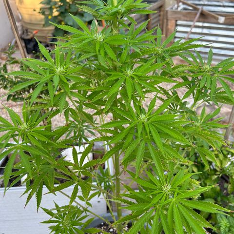 Tahoe growlog timeline photo