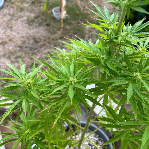 Tahoe growlog timeline photo
