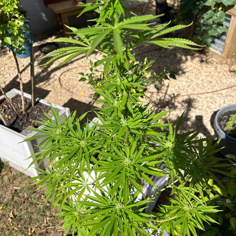 Tahoe growlog timeline photo