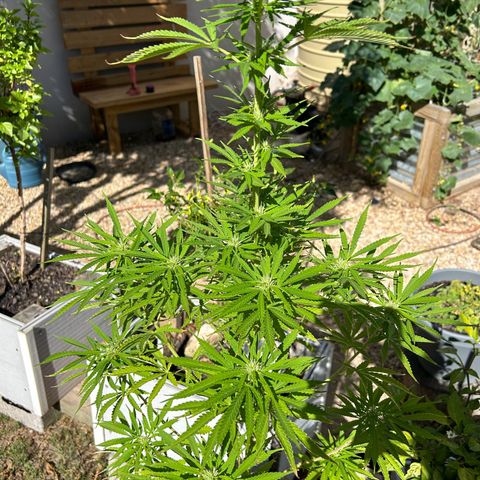 Tahoe growlog timeline photo