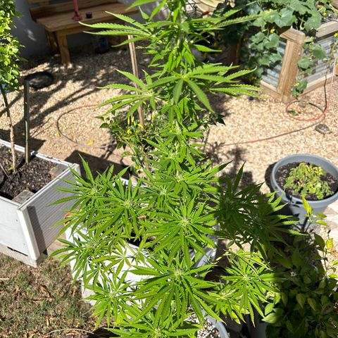 Tahoe growlog timeline photo