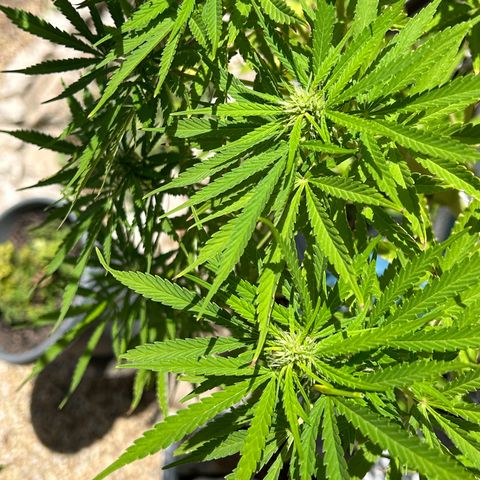 Tahoe growlog timeline photo