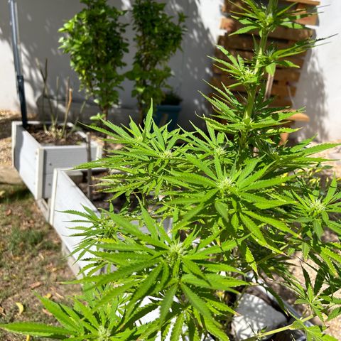Tahoe growlog timeline photo