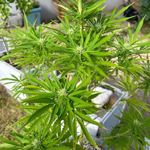 Tahoe growlog timeline photo