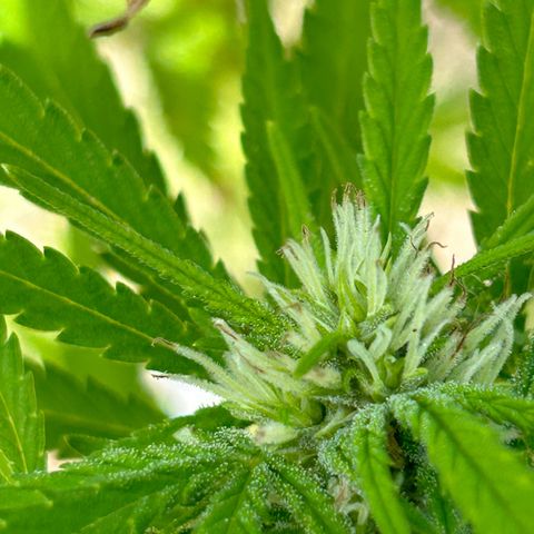 Tahoe growlog timeline photo