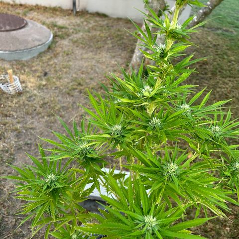 Tahoe growlog timeline photo