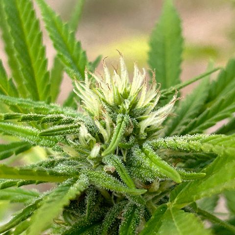 Tahoe growlog timeline photo