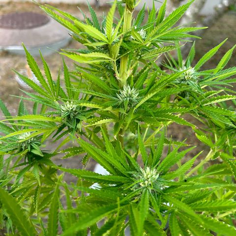Tahoe growlog timeline photo