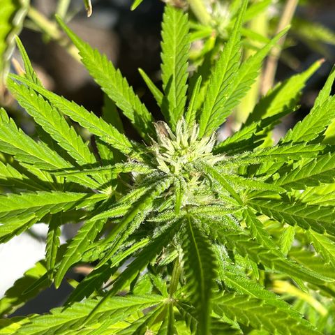 Tahoe growlog timeline photo