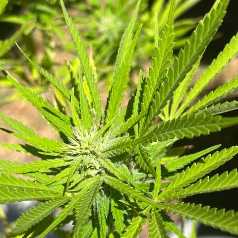 Tahoe growlog timeline photo
