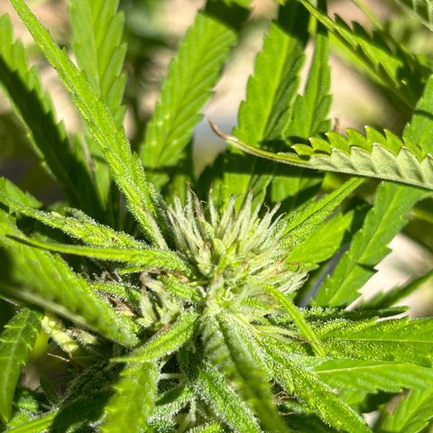 Tahoe growlog timeline photo