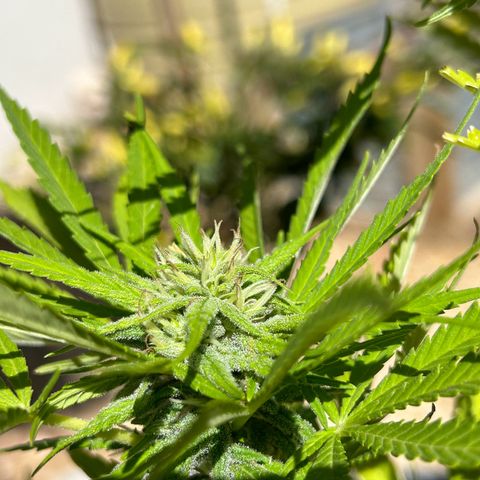 Tahoe growlog timeline photo
