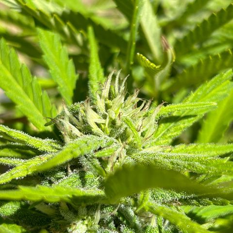 Tahoe growlog timeline photo
