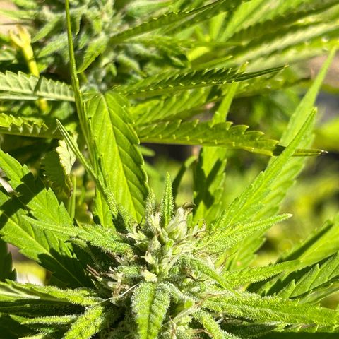 Tahoe growlog timeline photo
