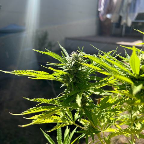 Tahoe growlog timeline photo