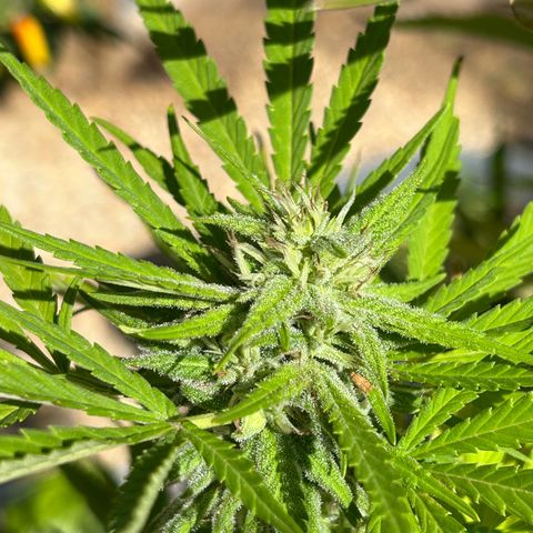 Tahoe growlog timeline photo