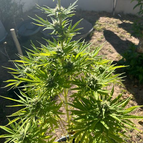 Tahoe growlog timeline photo