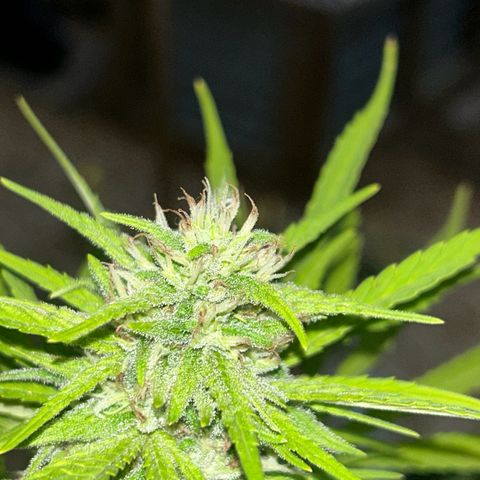 Tahoe growlog timeline photo