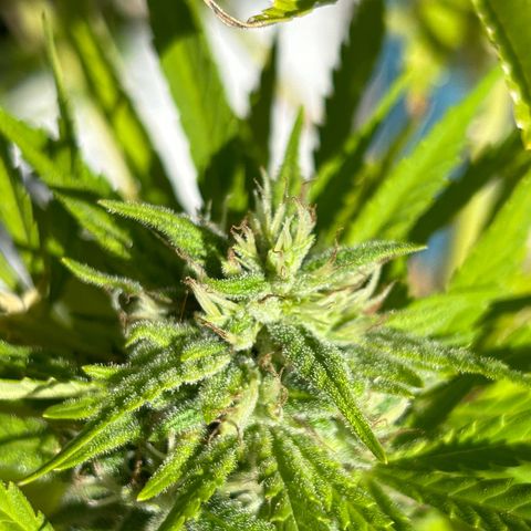 Tahoe growlog timeline photo