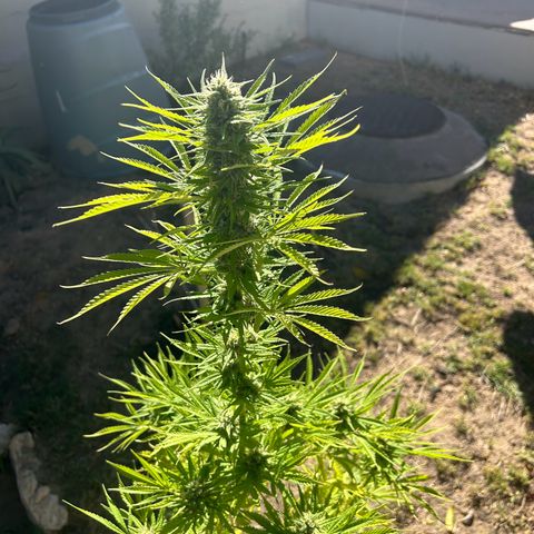 Tahoe growlog timeline photo