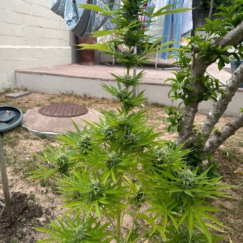 Tahoe growlog timeline photo