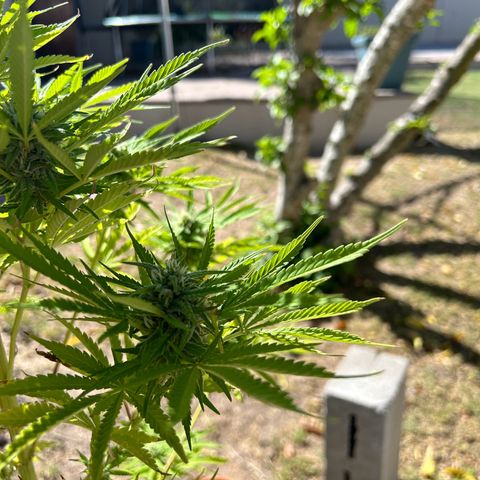 Tahoe growlog timeline photo