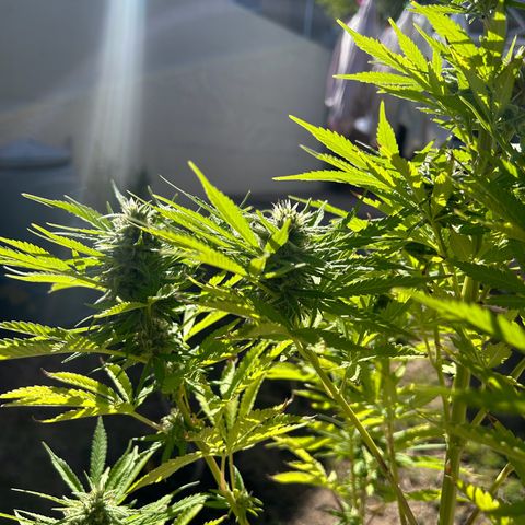 Tahoe growlog timeline photo