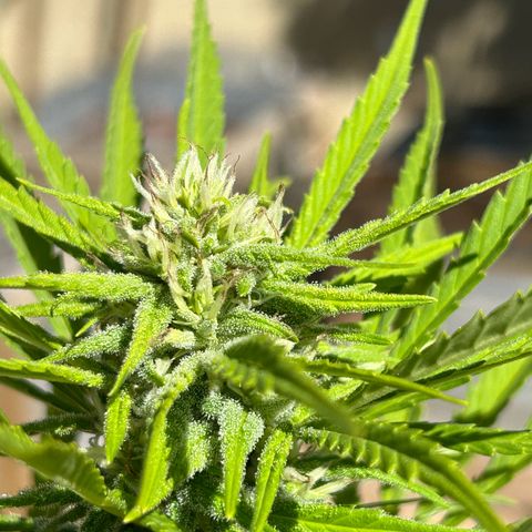 Tahoe growlog timeline photo