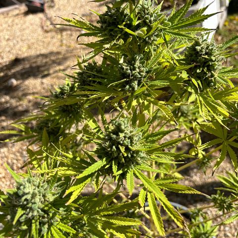 Tahoe growlog timeline photo
