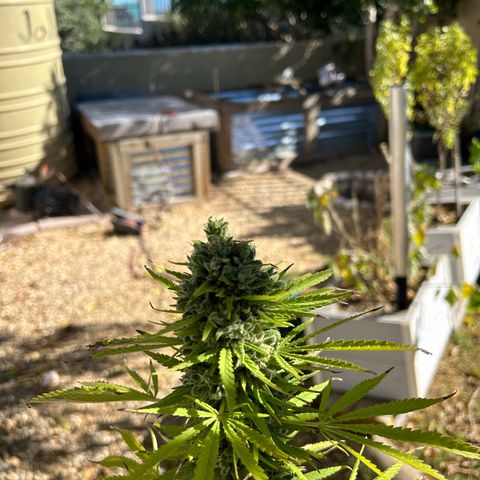 Tahoe growlog timeline photo