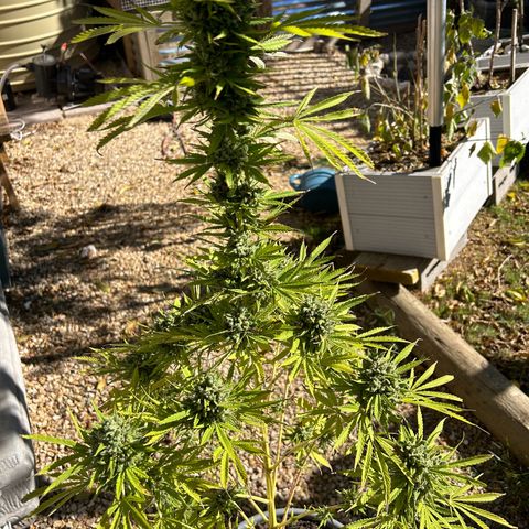 Tahoe growlog timeline photo